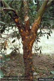            Severe bark scaling typically associated with citrus ringspot and some forms   of psorosis.  Citrus sinensis  tree infected with 
