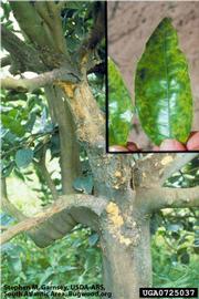            Composite slide showing bark and leaf symptoms of naturally spread psorosis   in Argentina.   