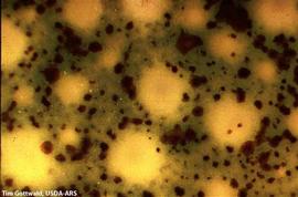            Close-up of necrotic specks on fruit.   