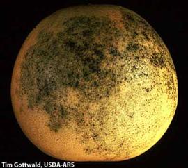            Necrotic specks on fruit.   