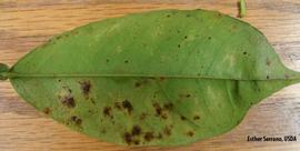            A leaf sample with greasy spot.   