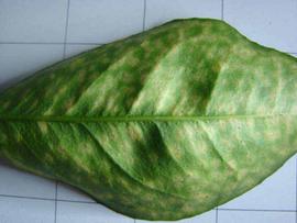            Measles symptoms on leaf.   