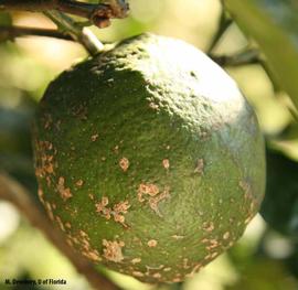            Sweet orange scab on Valencia fruit.   