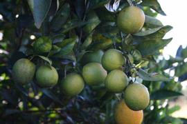            Close-up of fruit symptoms.   