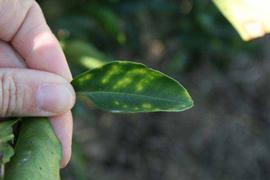            Symptoms on top side of leaf.   