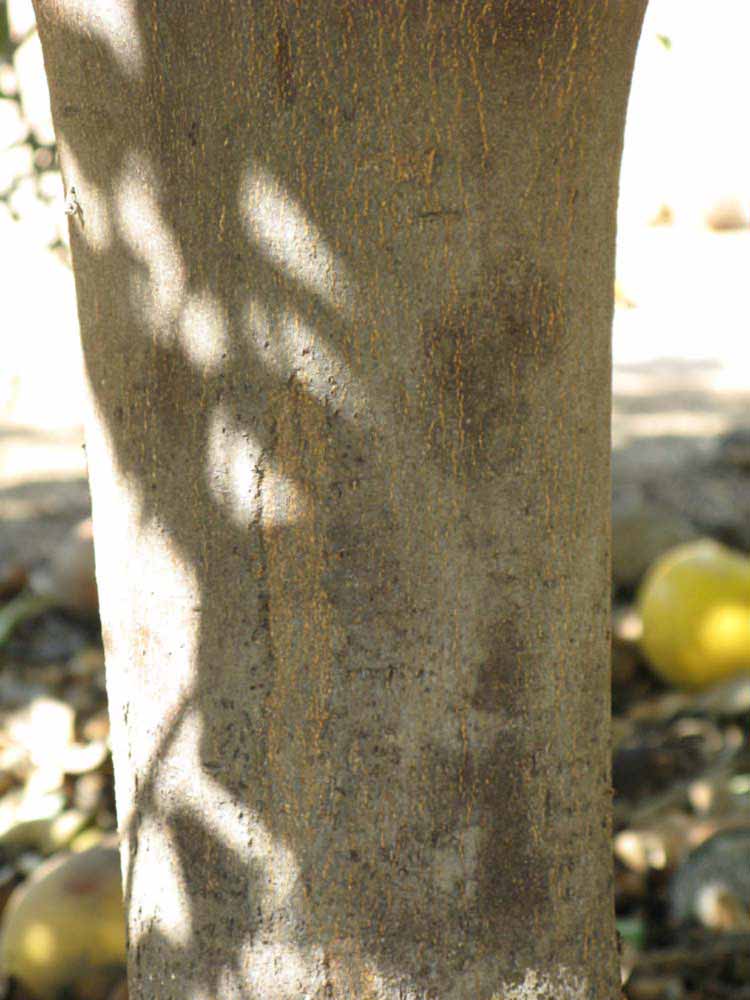            Bark (Riverside, CA)   