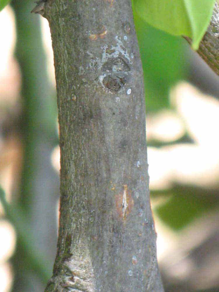              Second - third year twig (Riverside, CA)       