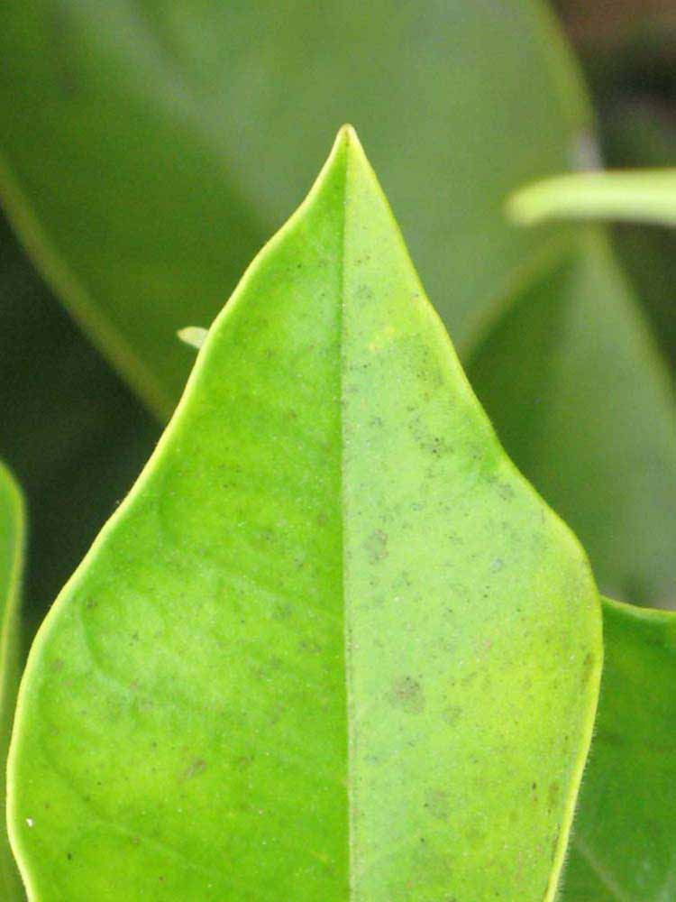              Margin (Riverside, CA)       