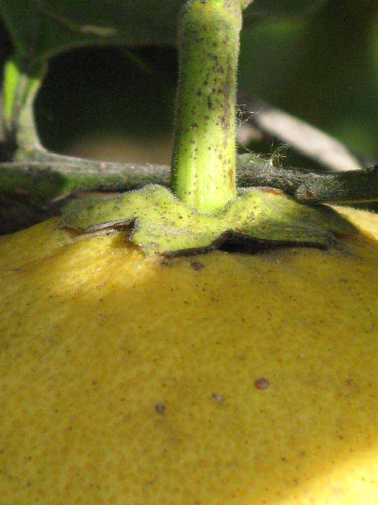            Fruit (Riverside, CA)   