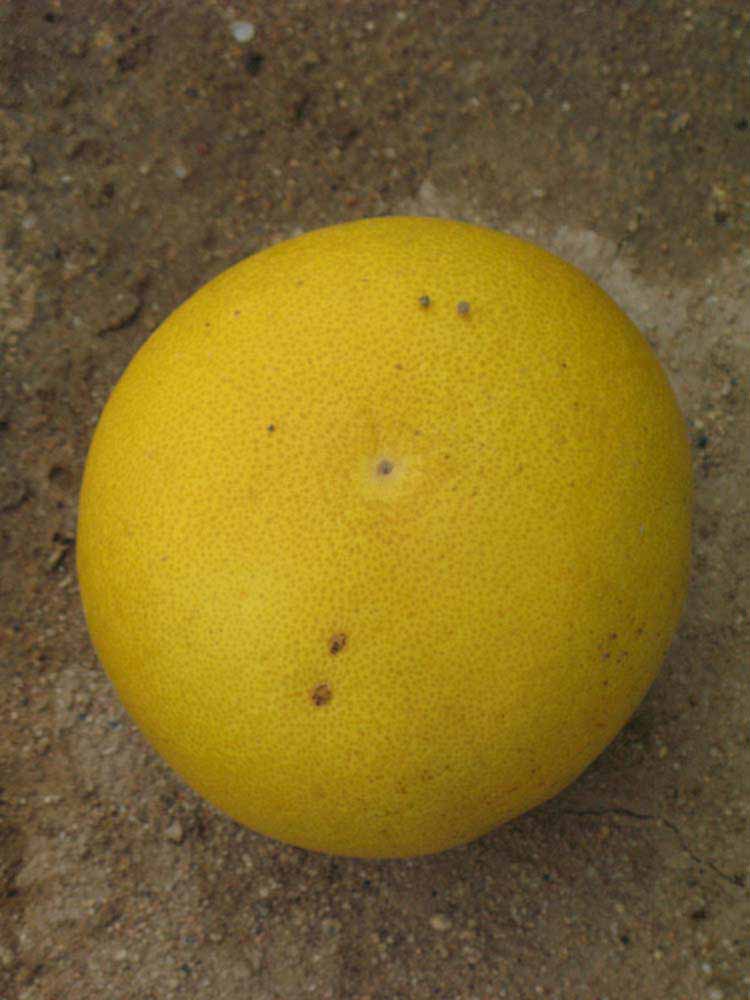            Fruit (Riverside, CA)   