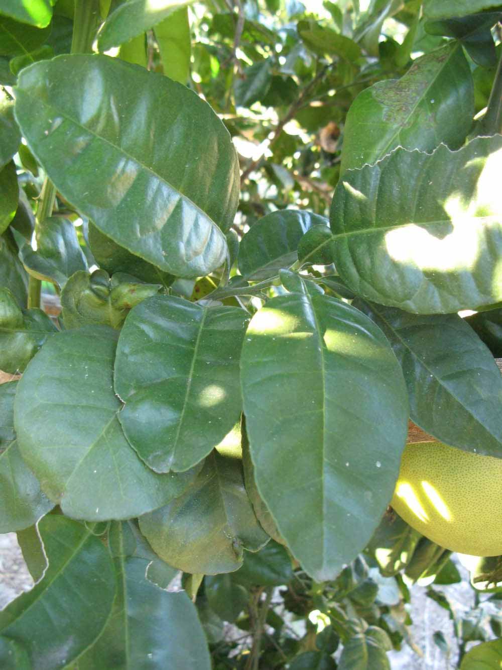            Shade leaves (Winter Haven, FL)   