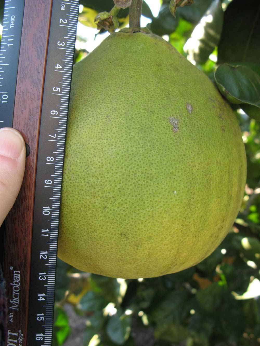            Fruit (Winter Haven, FL)   