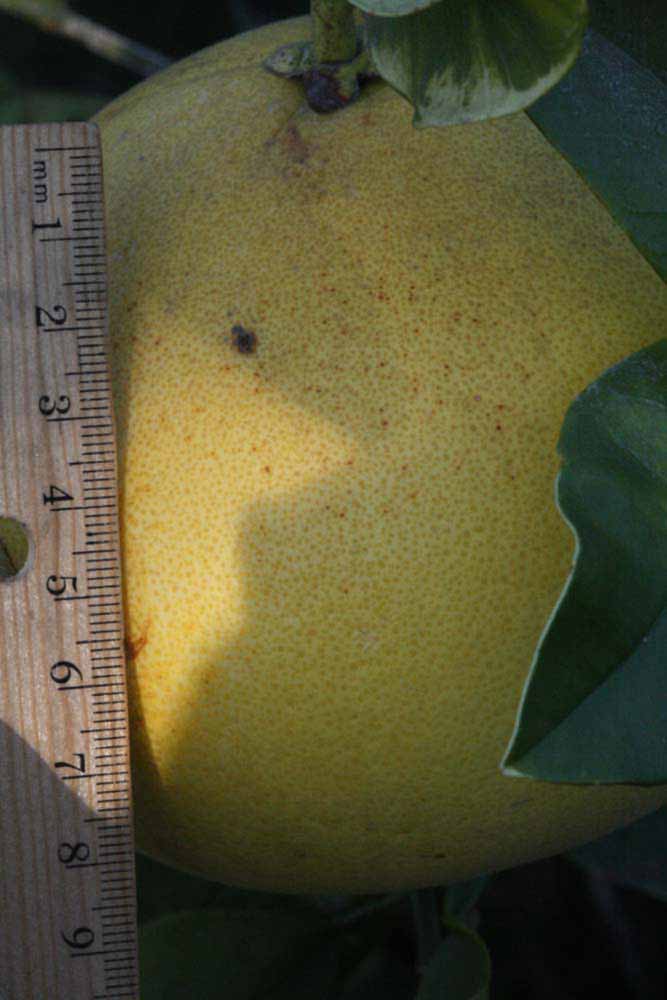            Fruit (Riverside, CA)   