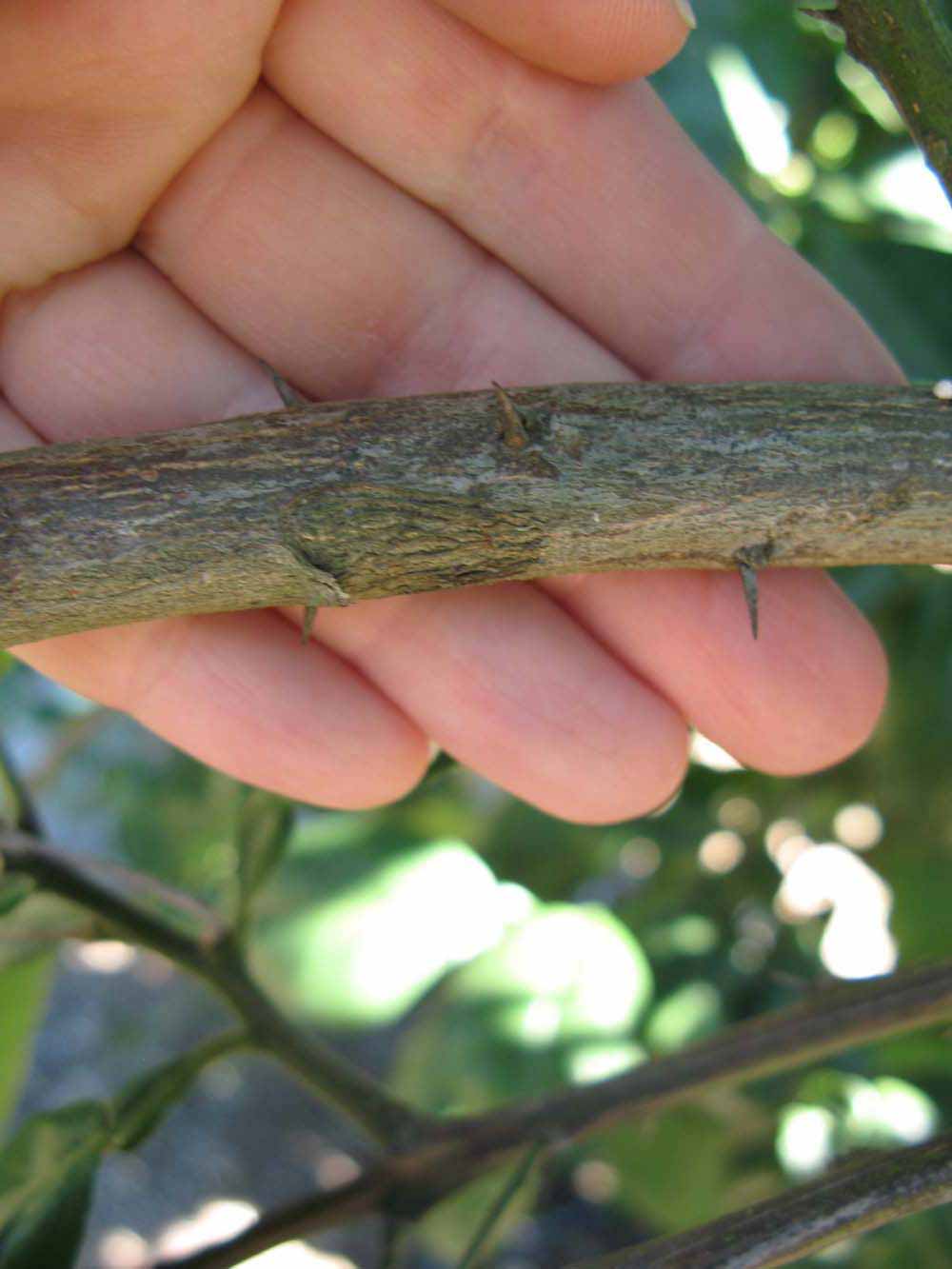              Second - third year twig (Winter Haven, FL)       