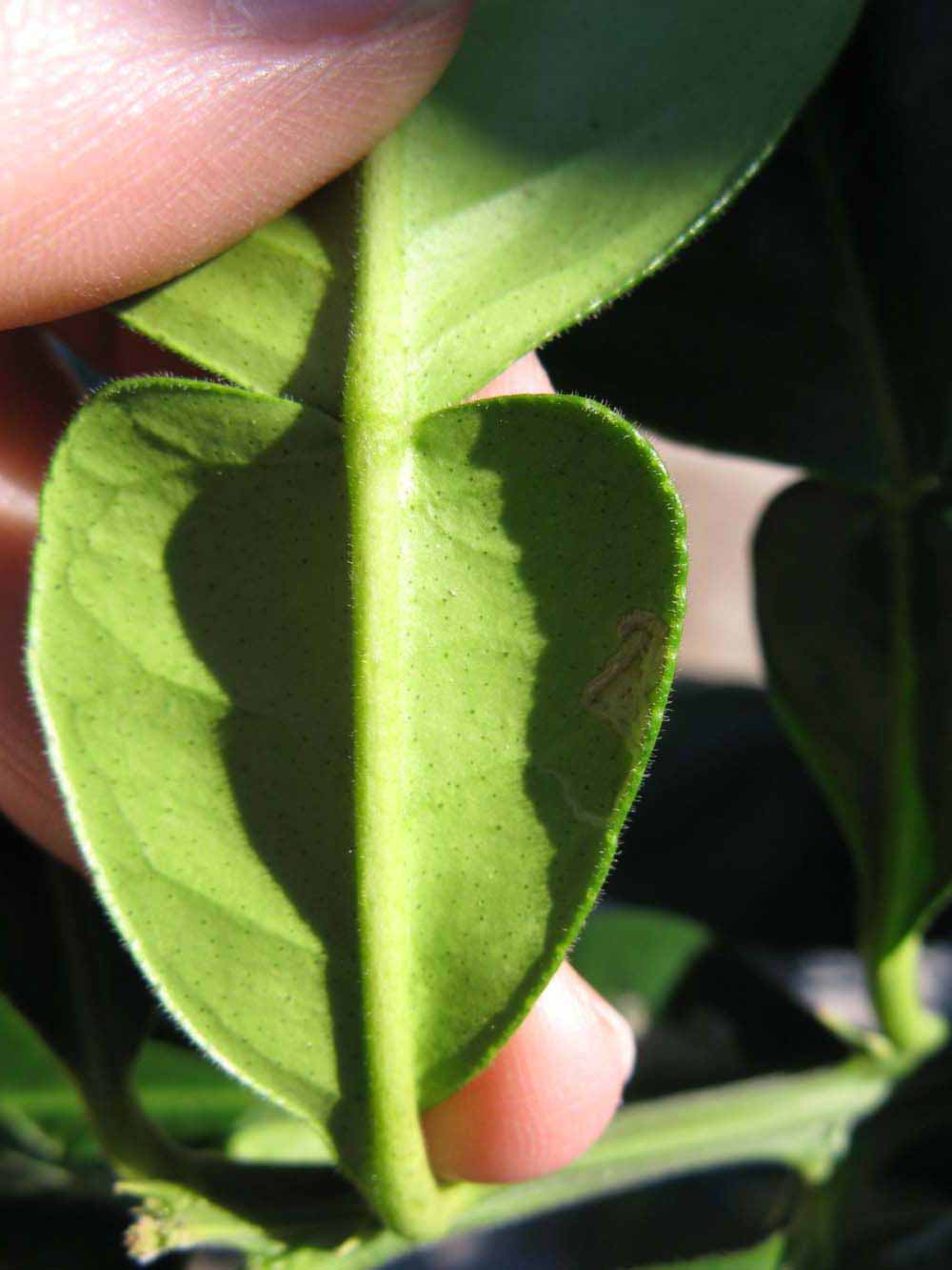              Petiole (Winter Haven, FL)       