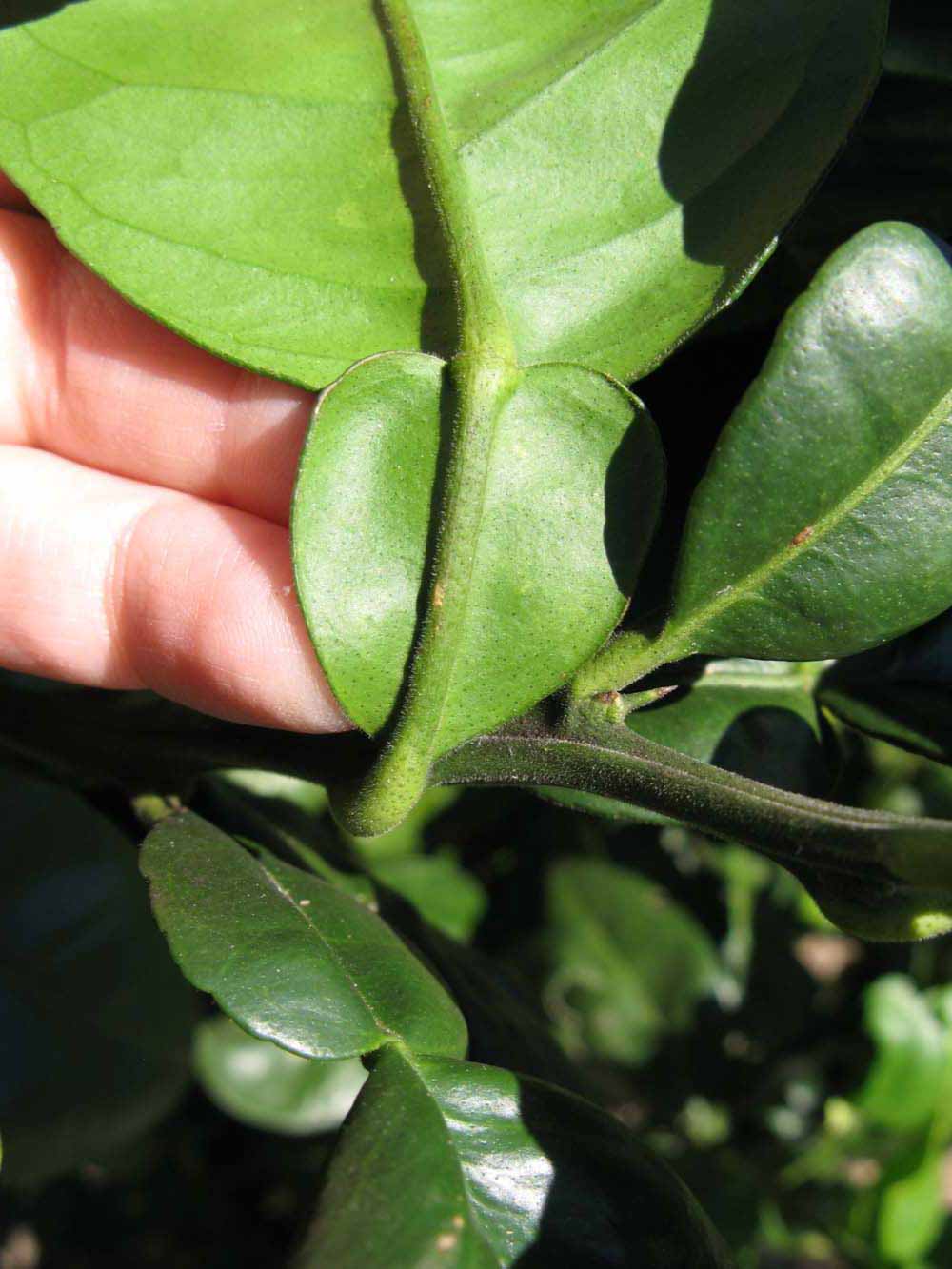              Petiole (Winter Haven, FL)       