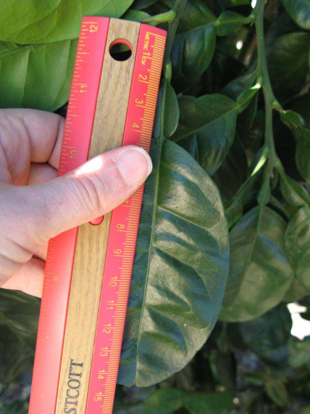              Unifoliolate leaf (Winter Haven, FL)       