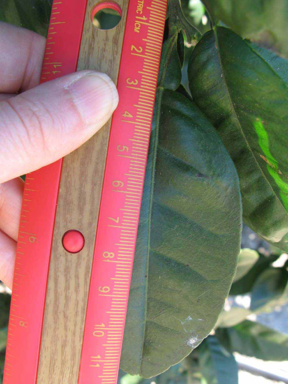              Unifoliolate leaf (Winter Haven, FL)       