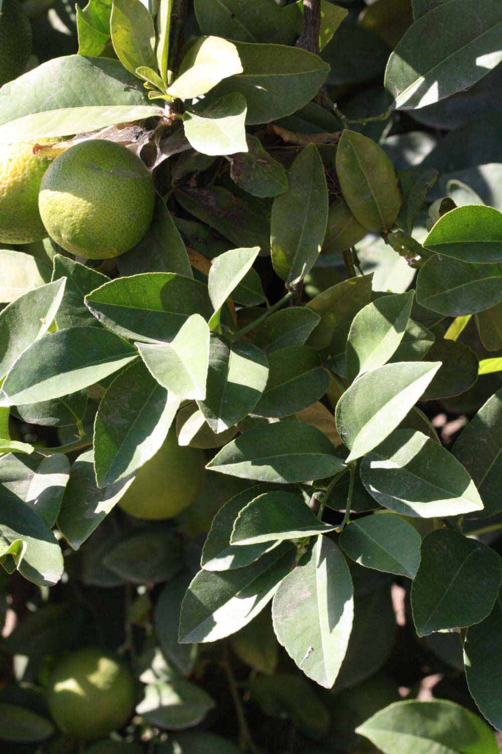 cocomi  Sybilla  6-9-3317 251BBBJ5E_10206_D_2.jpg?sw=1440