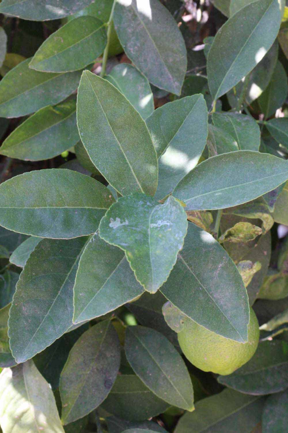 Volkameriana | Citrus ID
