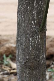              Bark (Riverside, CA)       