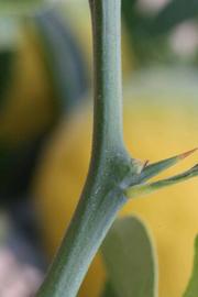              First year twig of  Citrus paradisi     x  Poncirus trifoliata                  (1452, Riverside,   CA)       