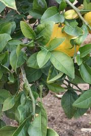            Sun leaves (Riverside, CA)   