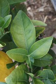            Trifoliolate leaf (Riverside, CA)   
