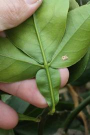              Petiole of  Citrus paradisi   x    Poncirus trifoliata                   (1452, Riverside,   CA)       