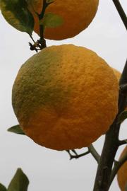            Immature fruit (Riverside, CA)   