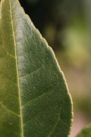              Margin (Riverside, CA)       