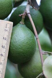            Fruit (Riverside, CA)   