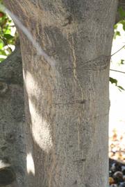              Bark (Riverside, CA)       