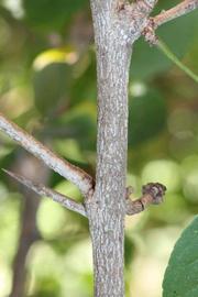              Second - third year twig with thorns (Riverside,   CA)       