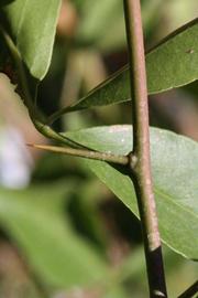              First year twig with thorn (Riverside,   CA)       