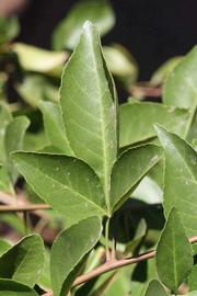              Trifoliolate leaf (Riverside, CA)       