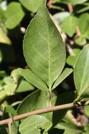              Trifoliolate leaf (Riverside, CA)       