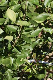              Sun leaves (Riverside, CA)       