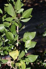              Sun leaves (Riverside, CA)       