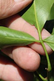              Petiole (Riverside, CA)       