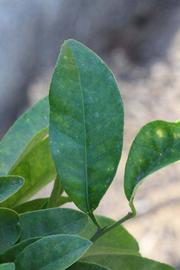             Unifoliolate leaf (Riverside, CA)       