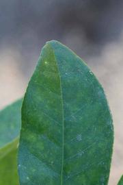              Margin (Riverside, CA)       