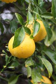              Fruit (Winter Haven, FL)       