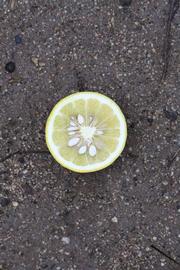               Fruit cross-section (Riverside, CA)       