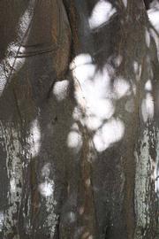              Bark (Riverside, CA)       