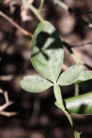              Trifoliolate leaf (Riverside, CA)       