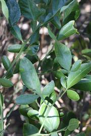              Shade leaves (Riverside, CA)       