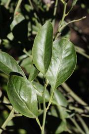              Sun leaves (Riverside, CA)       