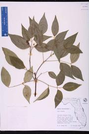              Compound leaves of  Amyris balsamifera        (© R.P. Wunderlin and B.F.   Hansen, Atlas   of Florida Vascular Plants)        