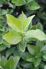            Sun leaves (Riverside, CA)   